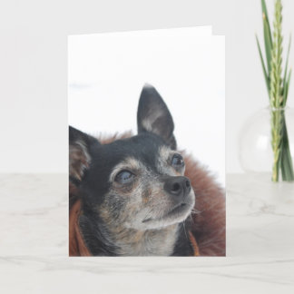 Niedliche Chihuahua-Fotos Grußkarte Karte