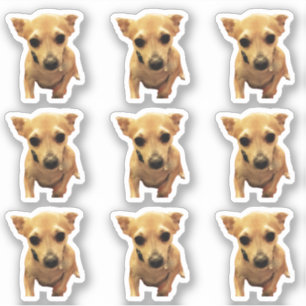 Niedliche Chihuahua-Hunde 4Carly Aufkleber