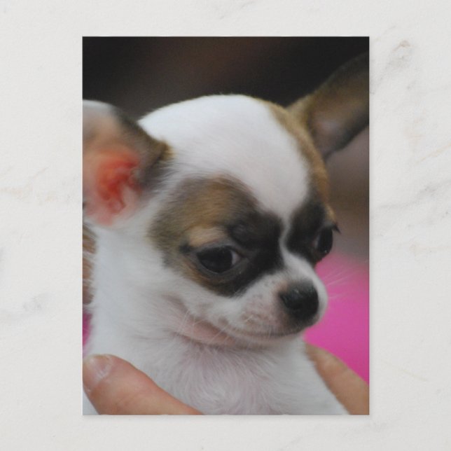 Niedliche Chihuahua Postkarte (Vorderseite)