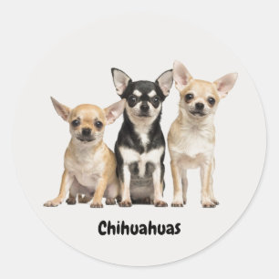 Niedliche Chihuahua-Puppeln Runder Aufkleber