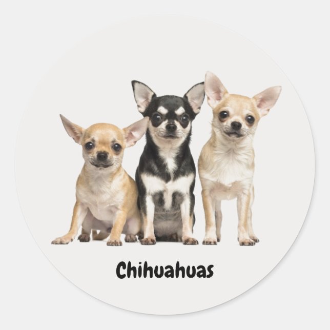 Niedliche Chihuahua-Puppeln Runder Aufkleber (Vorderseite)