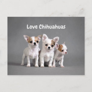 Niedliche Chihuahua-Welpen Postkarte
