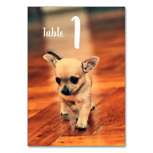 Niedliche Chihuahuas-Foto-Tischnummern Tischnummer