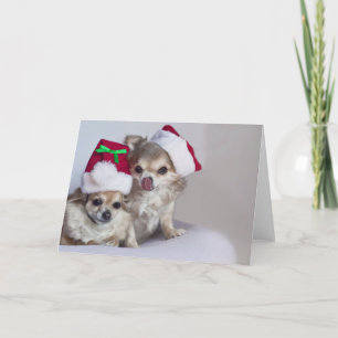 Niedliche Chihuahuas Weihnachtskarte Feiertagskarte