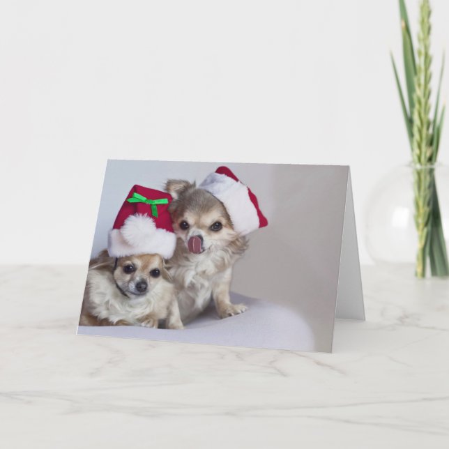 Niedliche Chihuahuas Weihnachtskarte Feiertagskarte (Vorderseite)