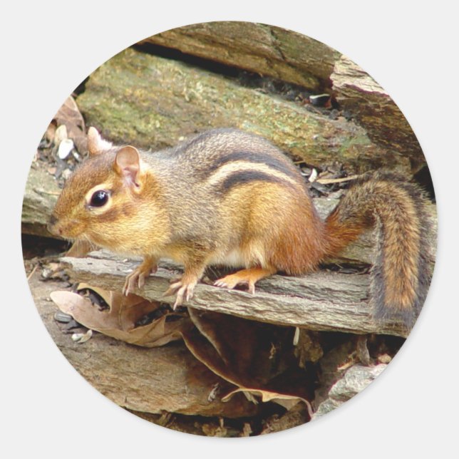 Niedliche Chipmunk-Aufkleber Runder Aufkleber (Vorderseite)