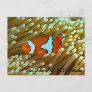 Niedliche Clownfish Postkarte