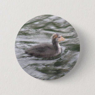 Niedliche Coot Chick auf Choppy Waters Button