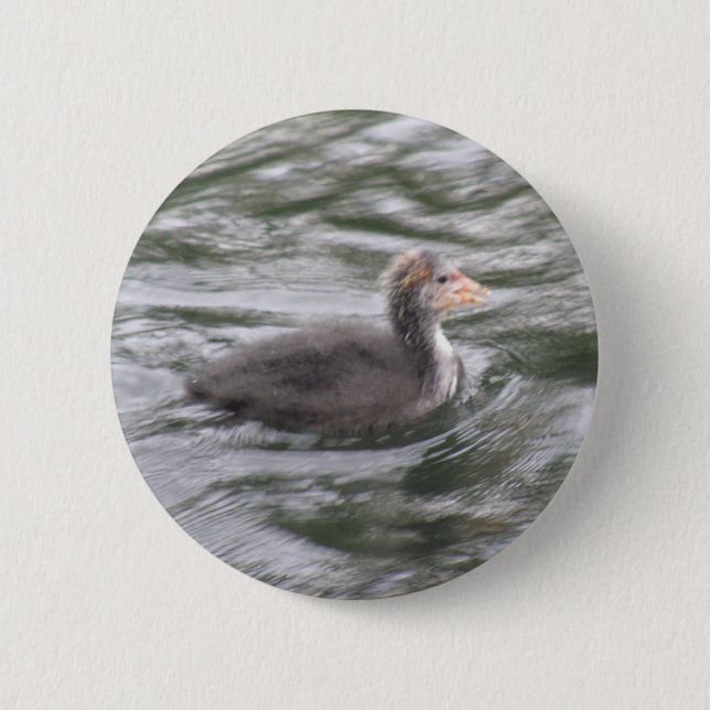 Niedliche Coot Chick auf Choppy Waters Button (Vorderseite)