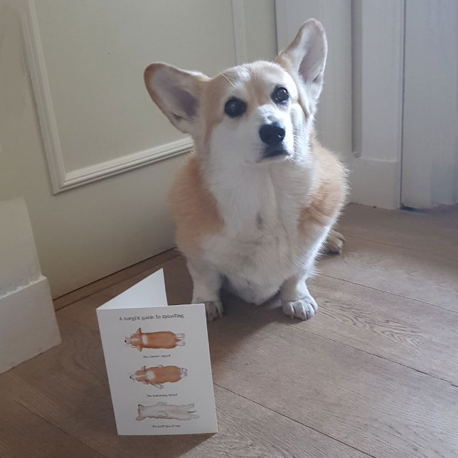 Niedliche Corgi Welpenführerin zum Sploten von Kar Karte (Hattie modelling 'A corgi's guide to splooting')