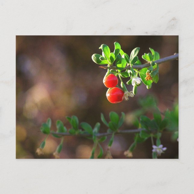 Niedliche Couple Berries Postkarte (Vorderseite)