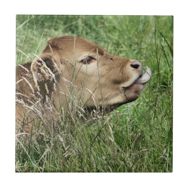 NIEDLICHE COW FLIESE (Vorderseite)