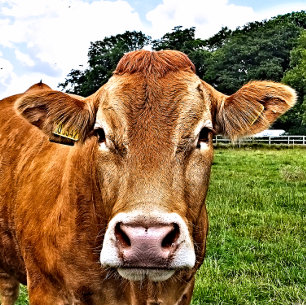 NIEDLICHE COW PUZZLE