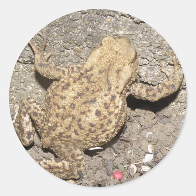 Niedliche Crawling Toad Stickers (Vorderseite)