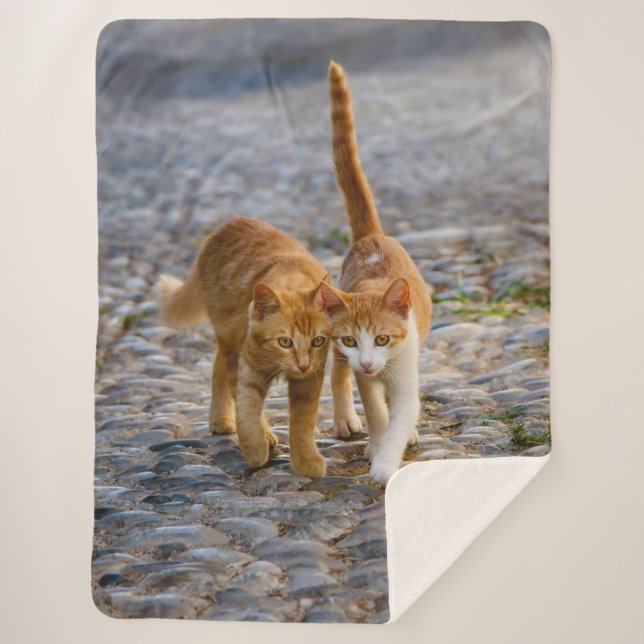 Niedliche Cudly Cats Kittens Friends Stony Path Fo Sherpadecke (Vorderseite)