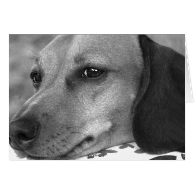 Niedliche Dackel (Vorderseite (Horizontal))