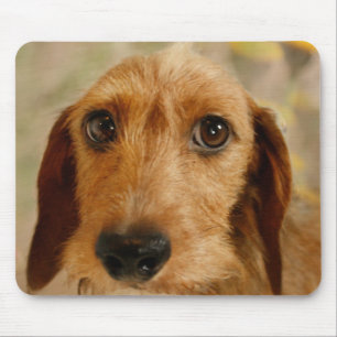 Niedliche Dackel (Brown-Draht behaart) in den Mousepad