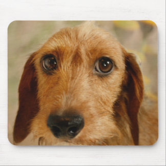 Niedliche Dackel (Brown-Draht behaart) in den Mousepad
