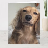 Niedliche Dackel Hund Geburtstag