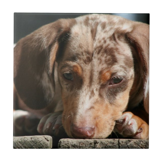 Niedliche Daschund Welpen-Fliese Fliese (Vorderseite)