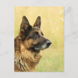 Niedliche Deutsche Schäferpostkarte Postkarte