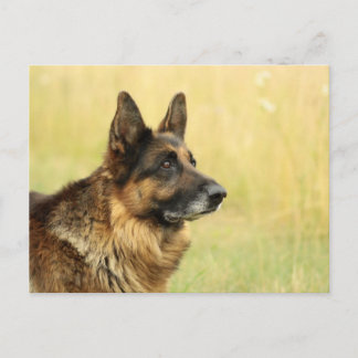 Niedliche Deutsche Schäferpostkarte Postkarte
