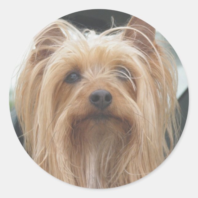 Niedliche Doggie Stickers (Vorderseite)