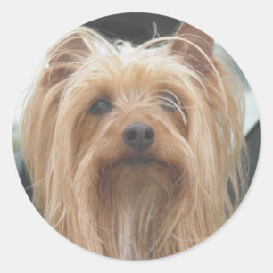 Niedliche Doggie Stickers