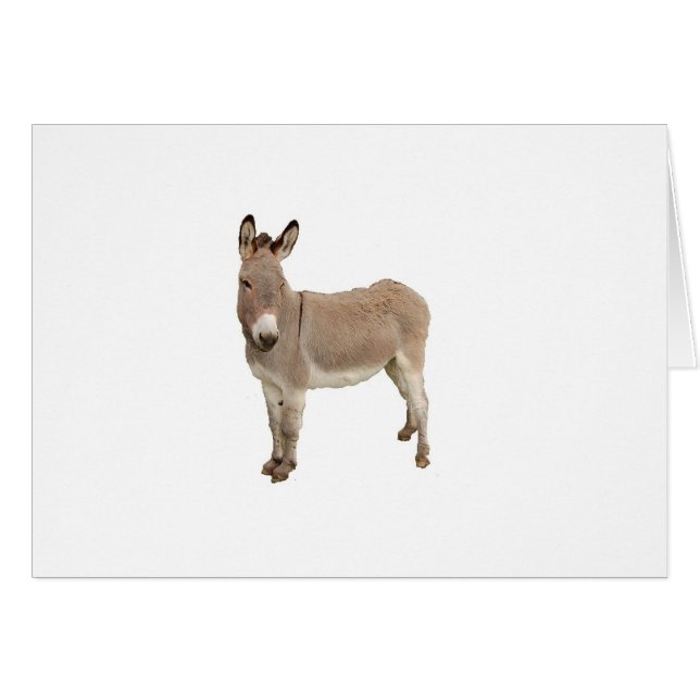 Niedliche Donkey Burro Fotografie (Vorderseite (Horizontal))