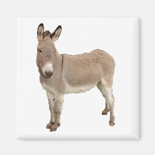Niedliche Donkey Burro Fotografie Magnet