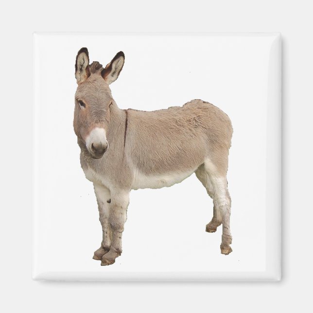 Niedliche Donkey Burro Fotografie Magnet (Vorne)