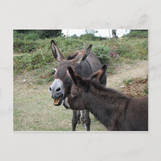 Niedliche Donkeys gähnen Postkarte (Vorderseite)