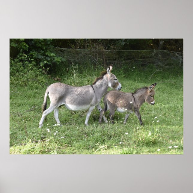 Niedliche Donkeys Poster (Vorne)