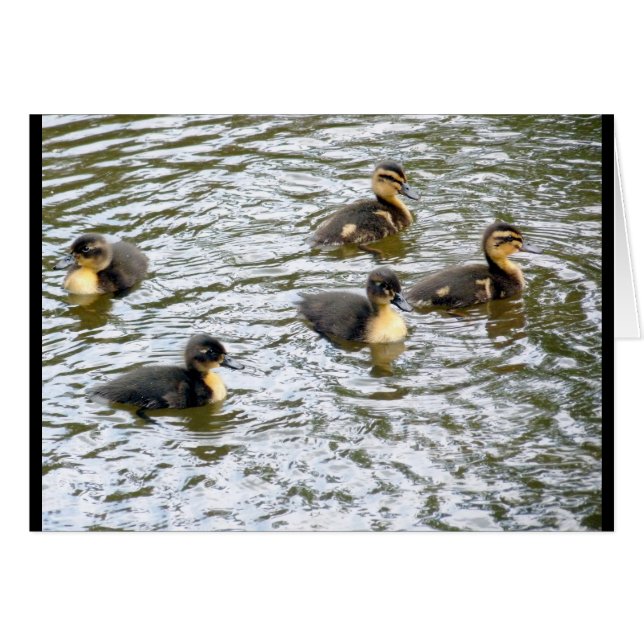 Niedliche Ducklings Schwimmen (Vorderseite (Horizontal))