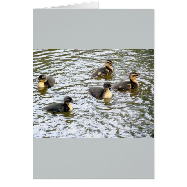 Niedliche Ducklings Schwimmen (Vorne)