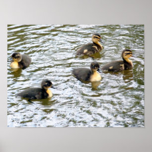 Niedliche Ducklings Schwimmen Poster