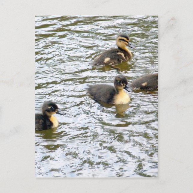 Niedliche Ducklings Schwimmen Postkarte (Vorderseite)