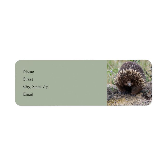 Niedliche Echidna aus Australien (Vorne)