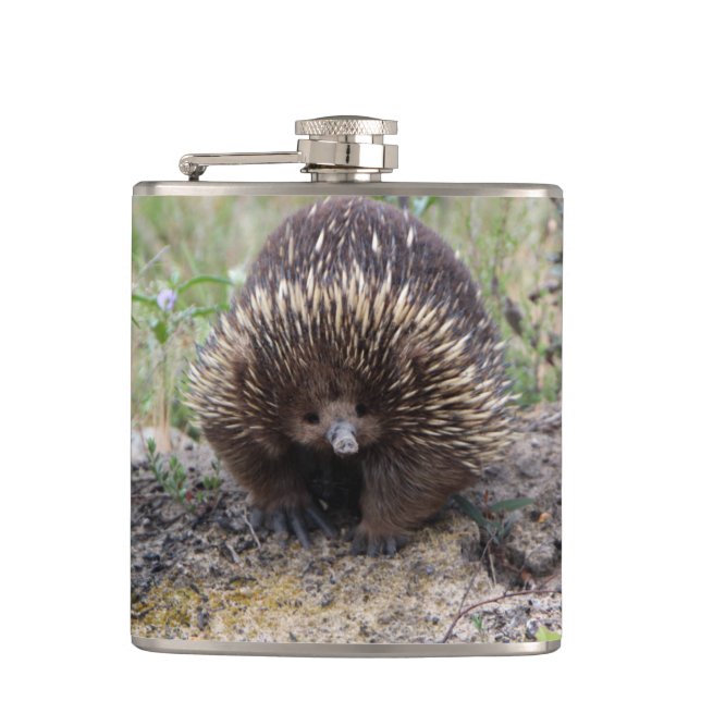 Niedliche Echidna aus Australien Flachmann (Vorderseite)