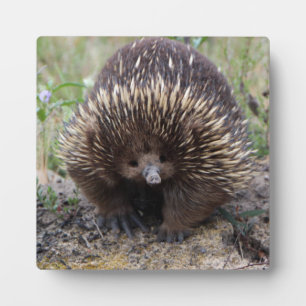 Niedliche Echidna aus Australien Fotoplatte