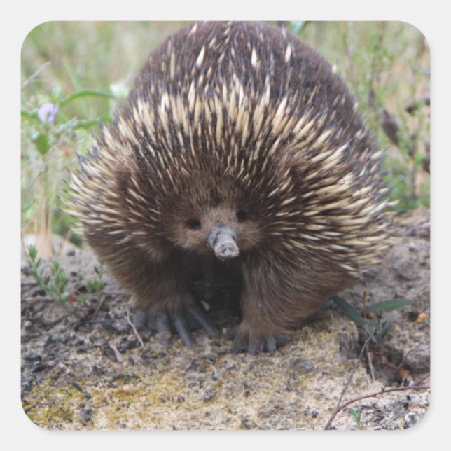 Niedliche Echidna aus Australien Quadratischer Aufkleber (Vorderseite)