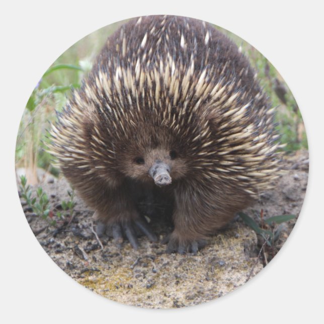 Niedliche Echidna aus Australien Runder Aufkleber (Vorderseite)
