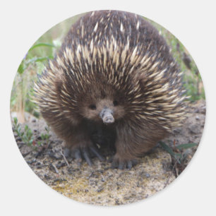 Niedliche Echidna aus Australien Runder Aufkleber