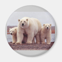 Niedliche Eisbären