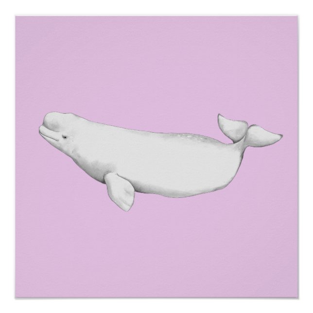 Niedliche Elegant Beluga Whale Buchführung Poster (Vorderseite)