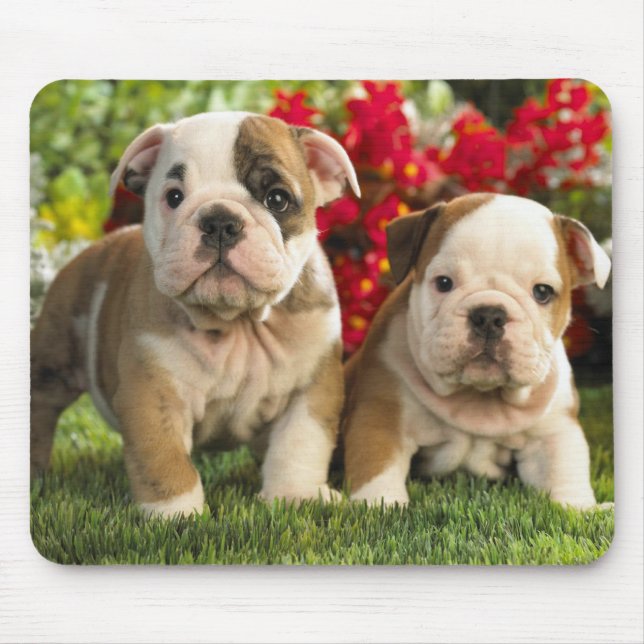 Niedliche englische Bulldog Welpenhunde Mousepad (Vorne)