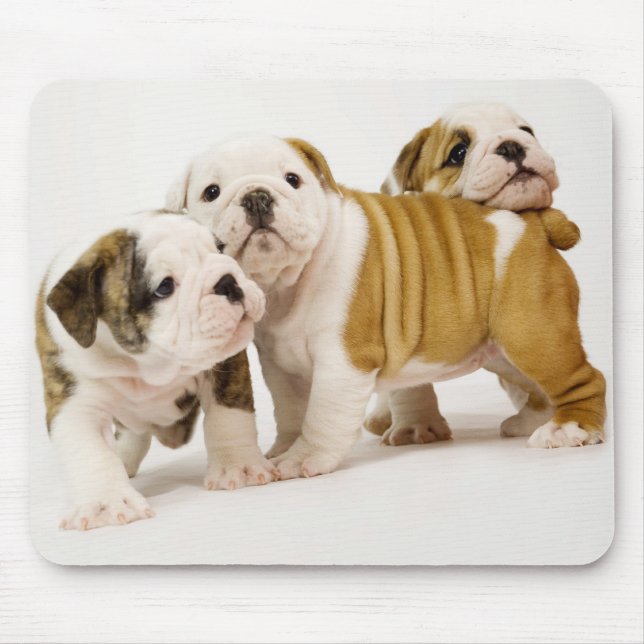 Niedliche englische Bulldogs Welpenhunde spielen M Mousepad (Vorne)