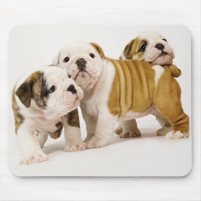 Niedliche englische Bulldogs Welpenhunde spielen M Mousepad (Vorne)