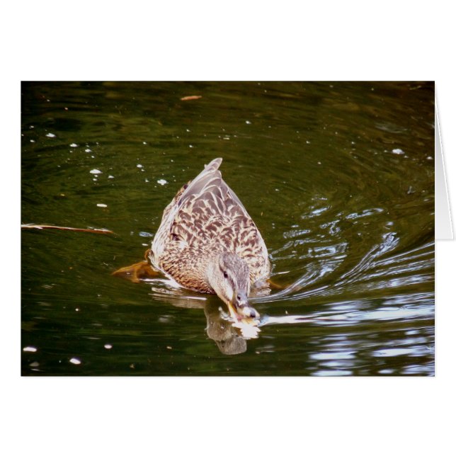 Niedliche Ente Fütternd (Vorderseite (Horizontal))