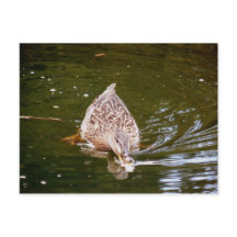 Niedliche Ente Fütternd